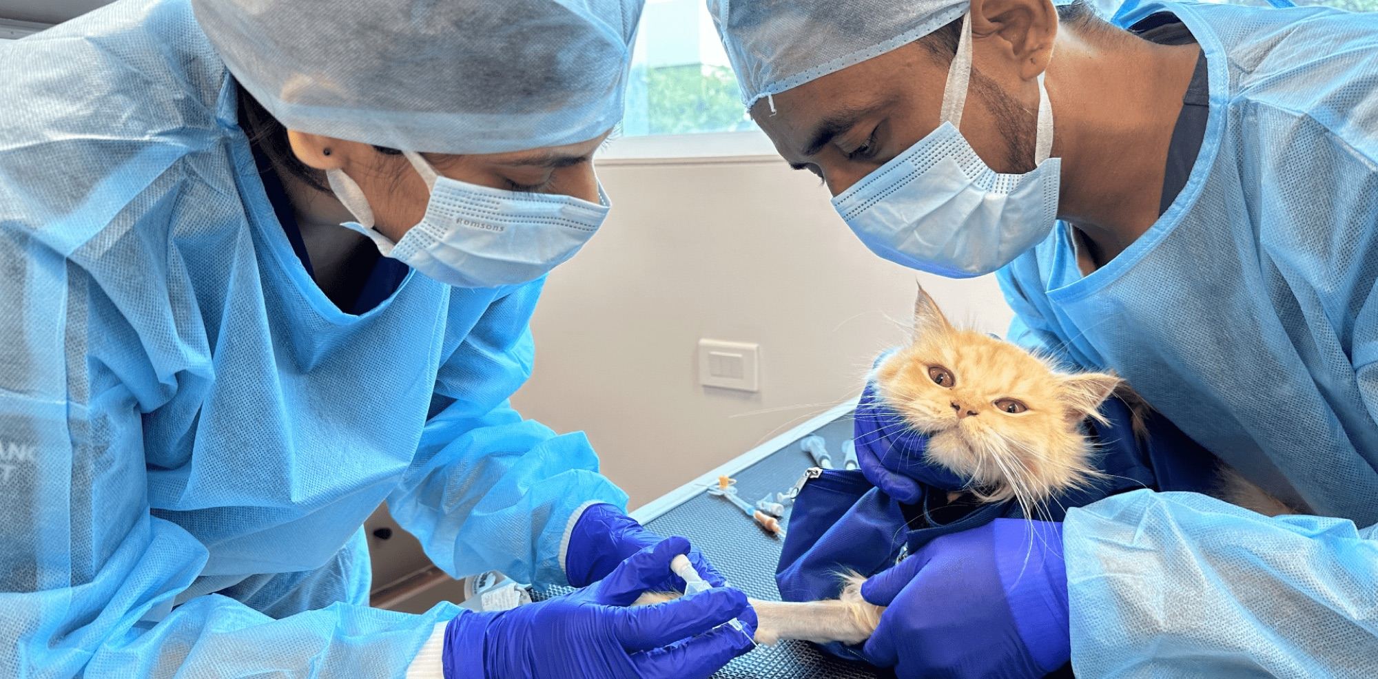 Two clinicians in gowns, caps, masks and nitrile gloves treating a cat during chemotherapy
