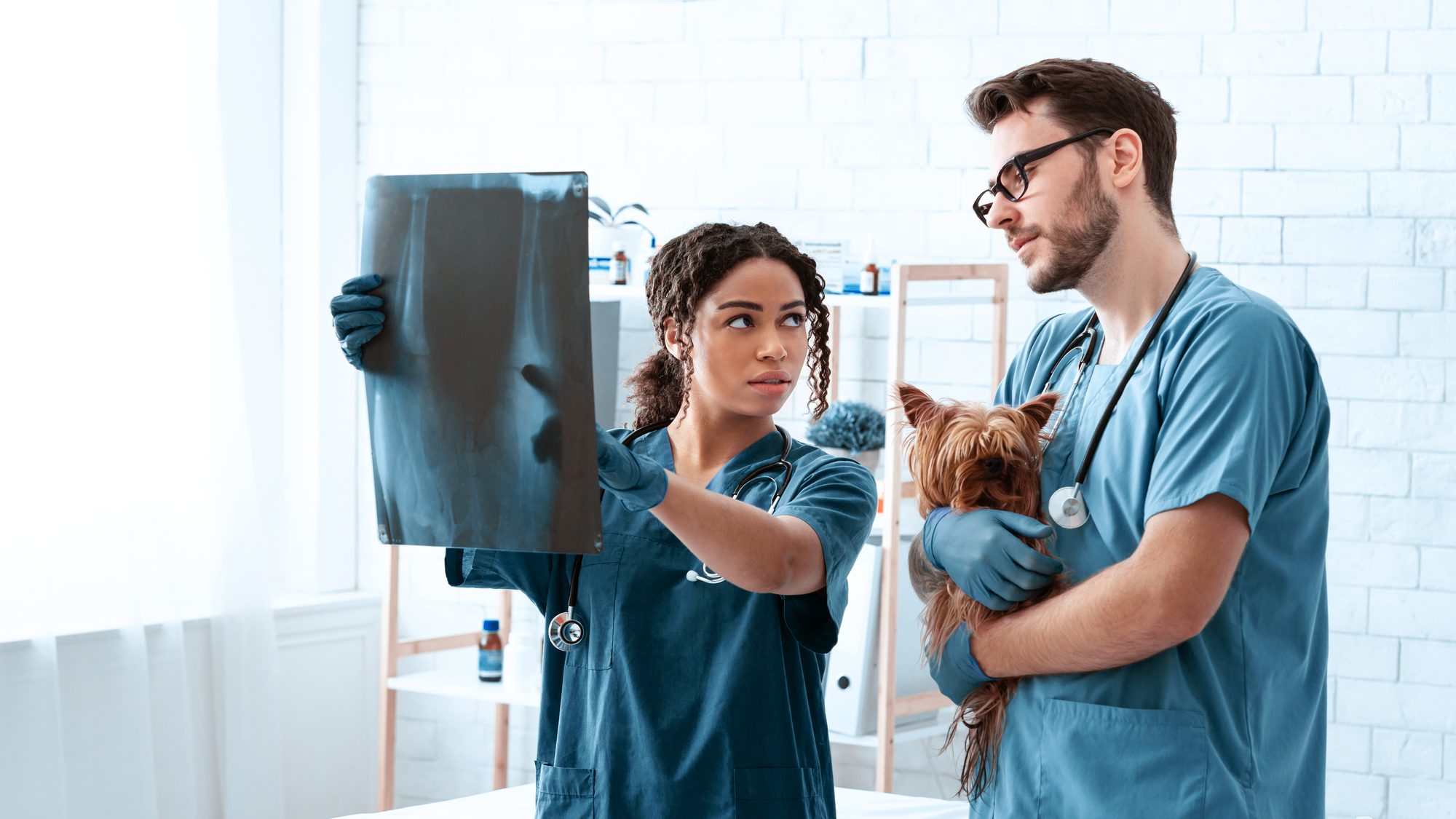 Two clinicians in scrubs reviewing a radiograph together, one holding a small terrier