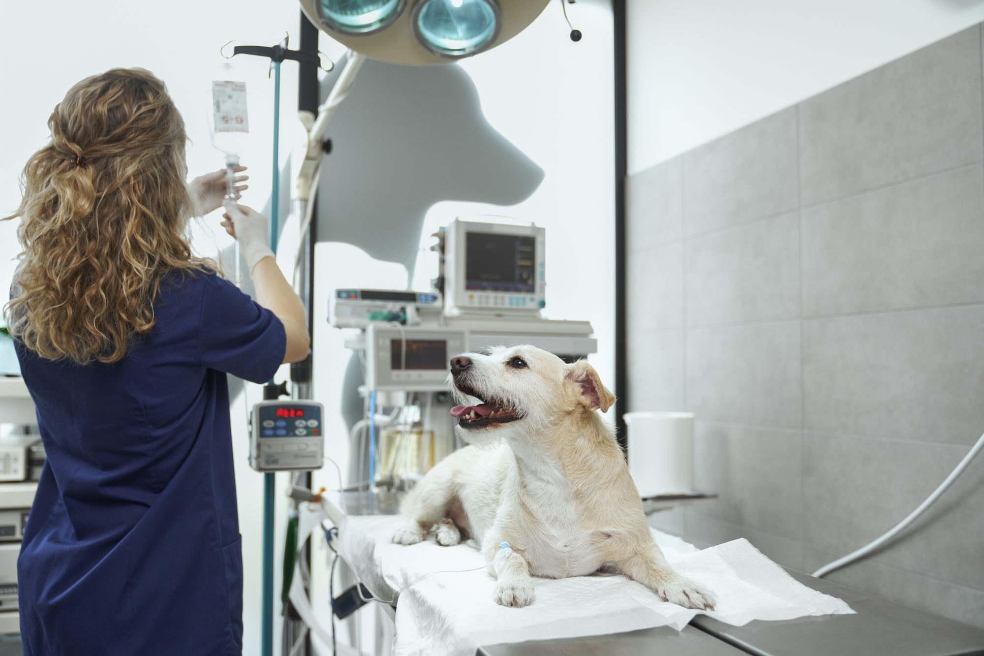 A veterinary nurse adjusting an intravenous line for a dog lying under a theatre light beside a patient monitor