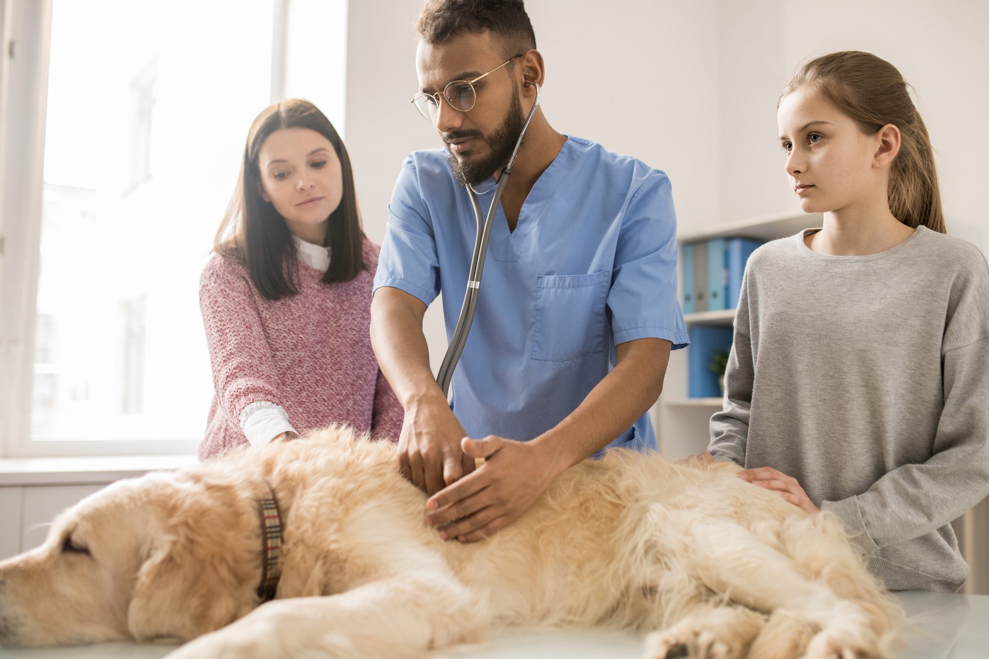A veterinarian auscultating a golden retriever on the consulting table while the dog’s owners look on