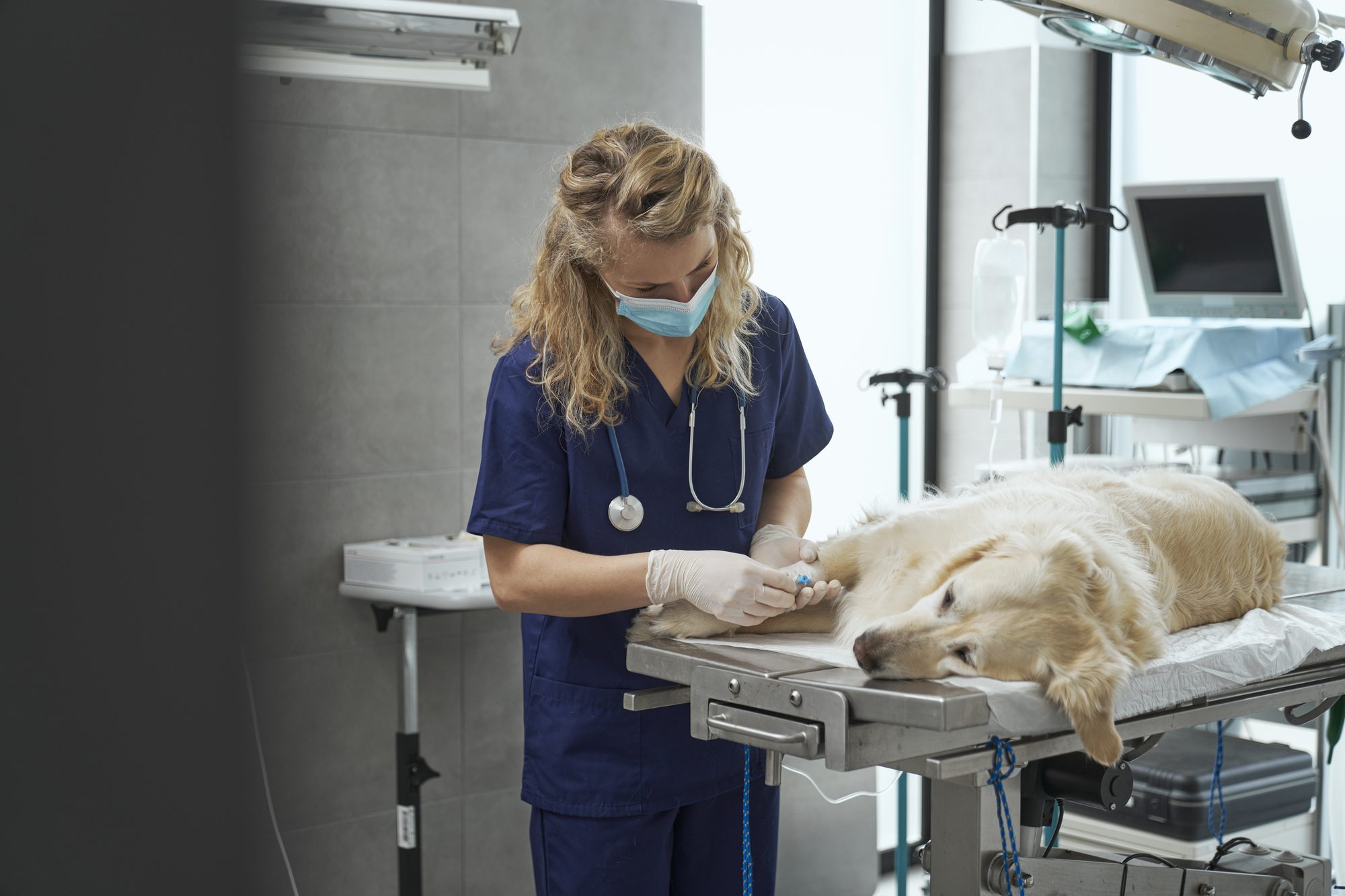A veterinary nurse in scrubs attending to a retriever on a stainless treatment table