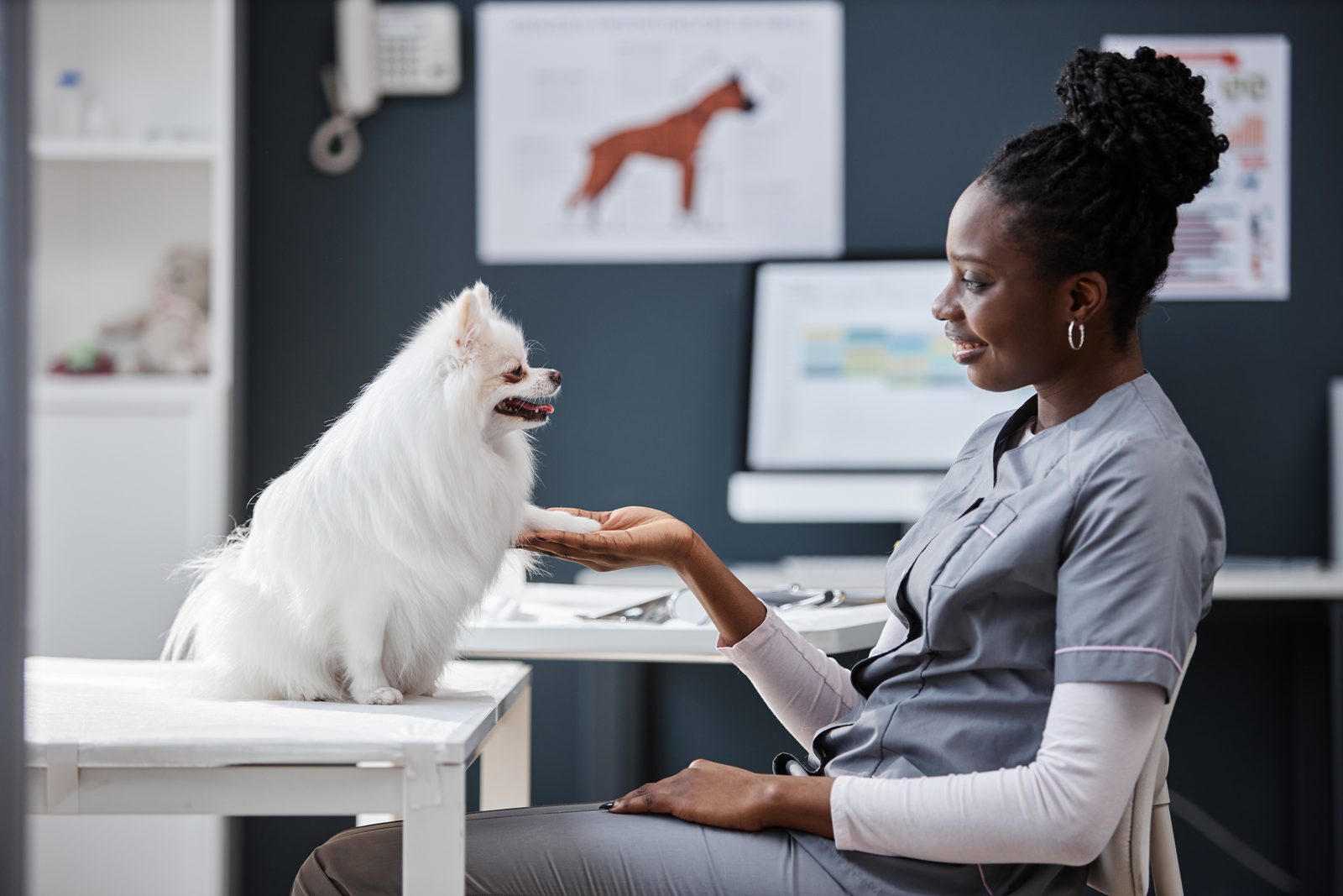 A veterinarian in her own consulting room examining a small white dog on the table