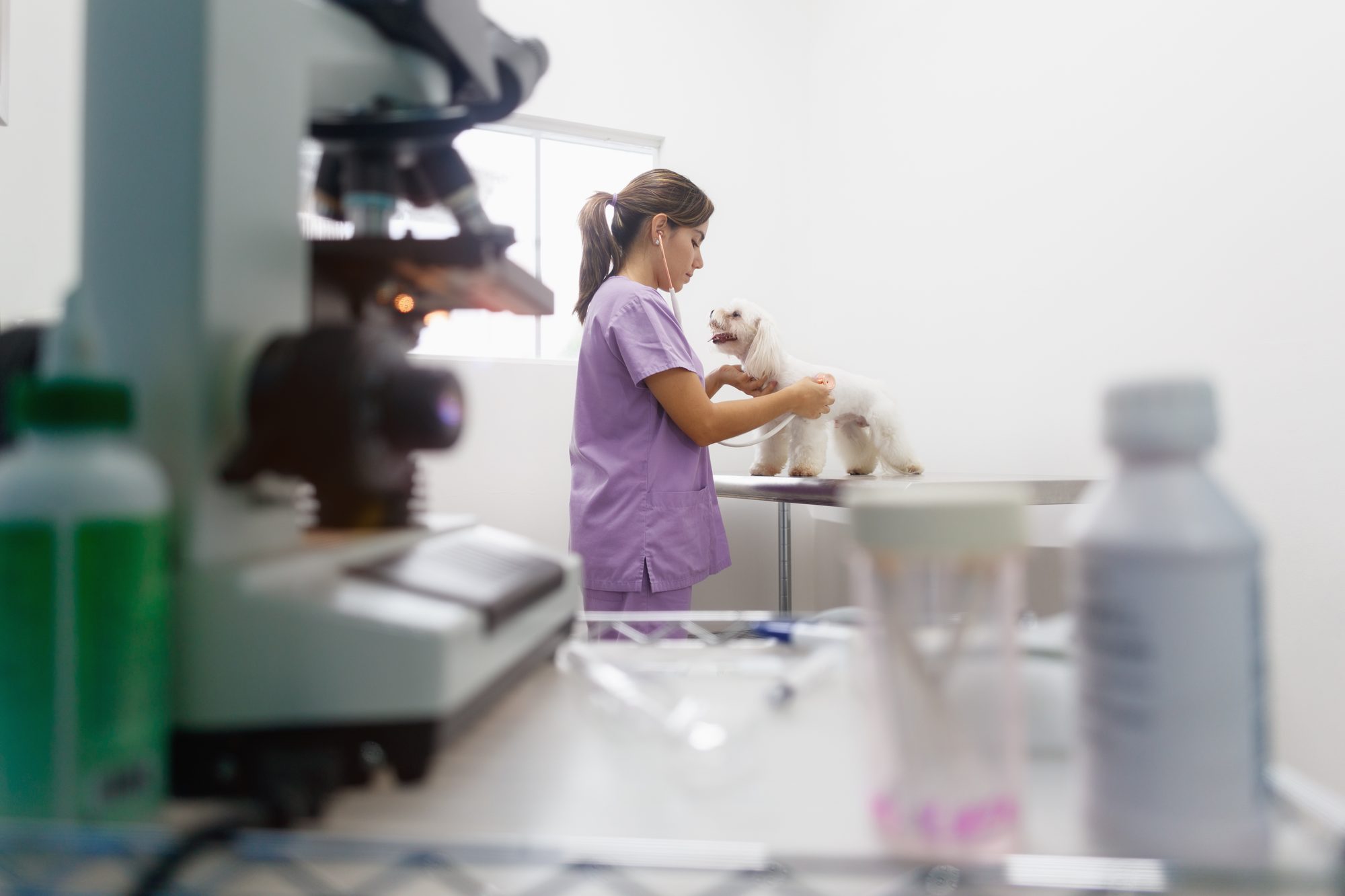 A bench microscope and reagent bottles in the foreground of a clinic laboratory, a clinician with a dog beyond