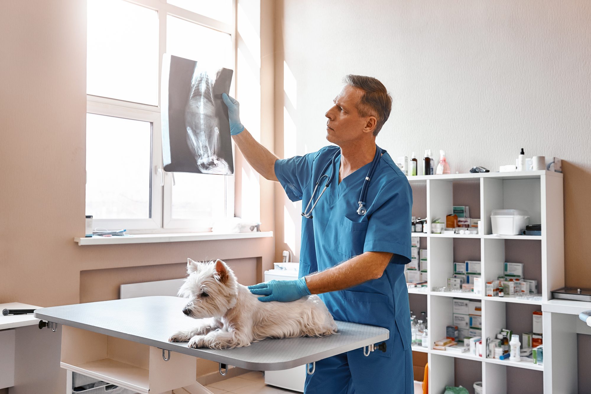 A veterinarian holding a radiograph up to the window light, a small dog waiting on the table behind