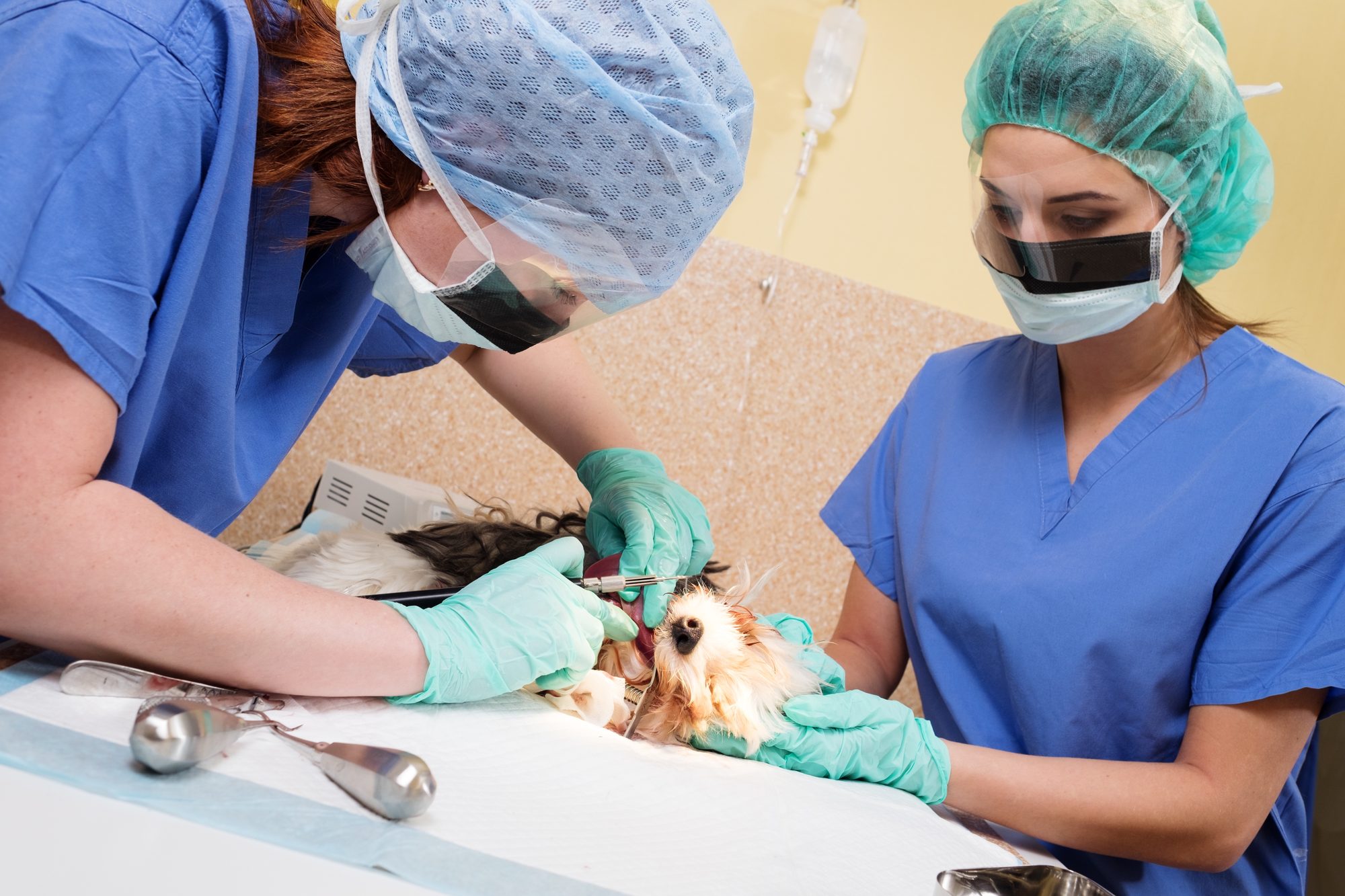 Two gowned and masked clinicians operating together on a small dog